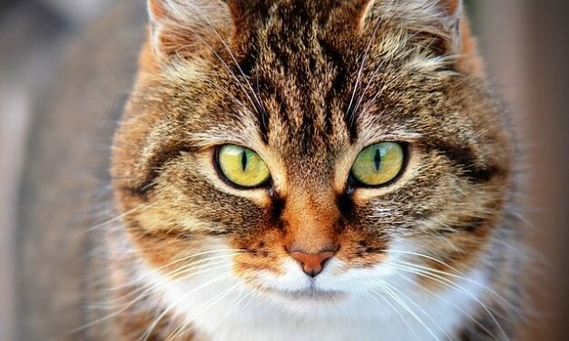 Retrouvez les bars à chat à Paris
